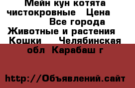 Мейн-кун котята чистокровные › Цена ­ 25 000 - Все города Животные и растения » Кошки   . Челябинская обл.,Карабаш г.